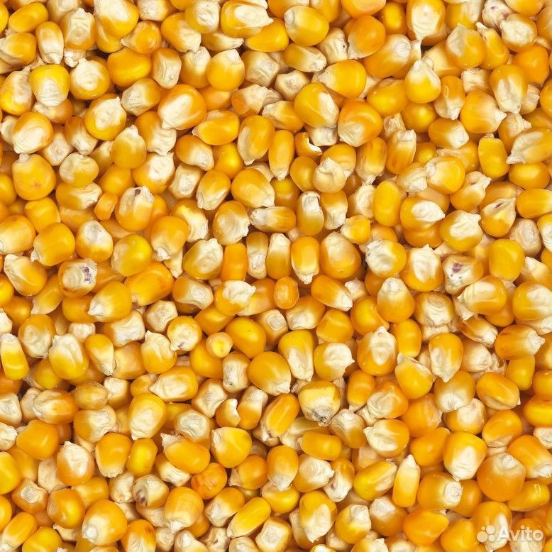 Зерна маисовой кукурузы