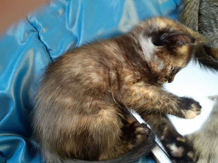 Котенок девочка