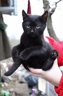 Черная кошечка, котёнок котята в добрые руки, бесп