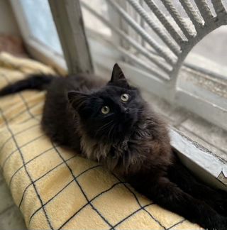 Котики и кошечки