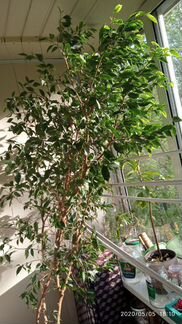 Фикус Бенджамина