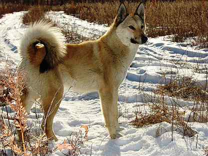 Щенок лайки 8 месяцев. 8 лайка. Мясоед собака. Потерялась лайка. Западно-сибирская лайка и хаски.