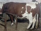 Коровы дойные и телочка объявление продам