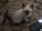 Балинезийская кошка - полудлинношёрстная разновидн