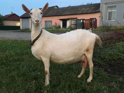 Заано-нубийская коза - фотография № 4