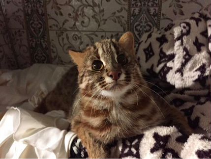 Бенгальская Азиатская кошка Северный подвид