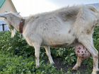 Зааненская дойная коза объявление продам