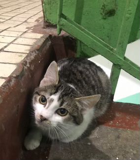 Котенок в добрые руки