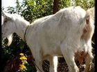 Заанинские козы