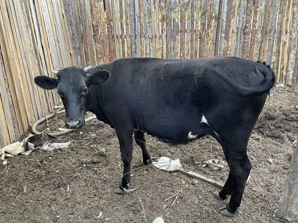 Корова, телка 11 месяцев. Хурба - фотография № 1