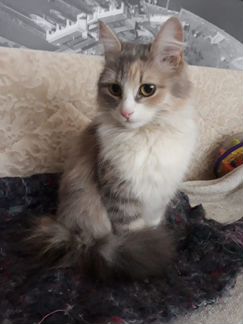 Кошечка в добрые руки