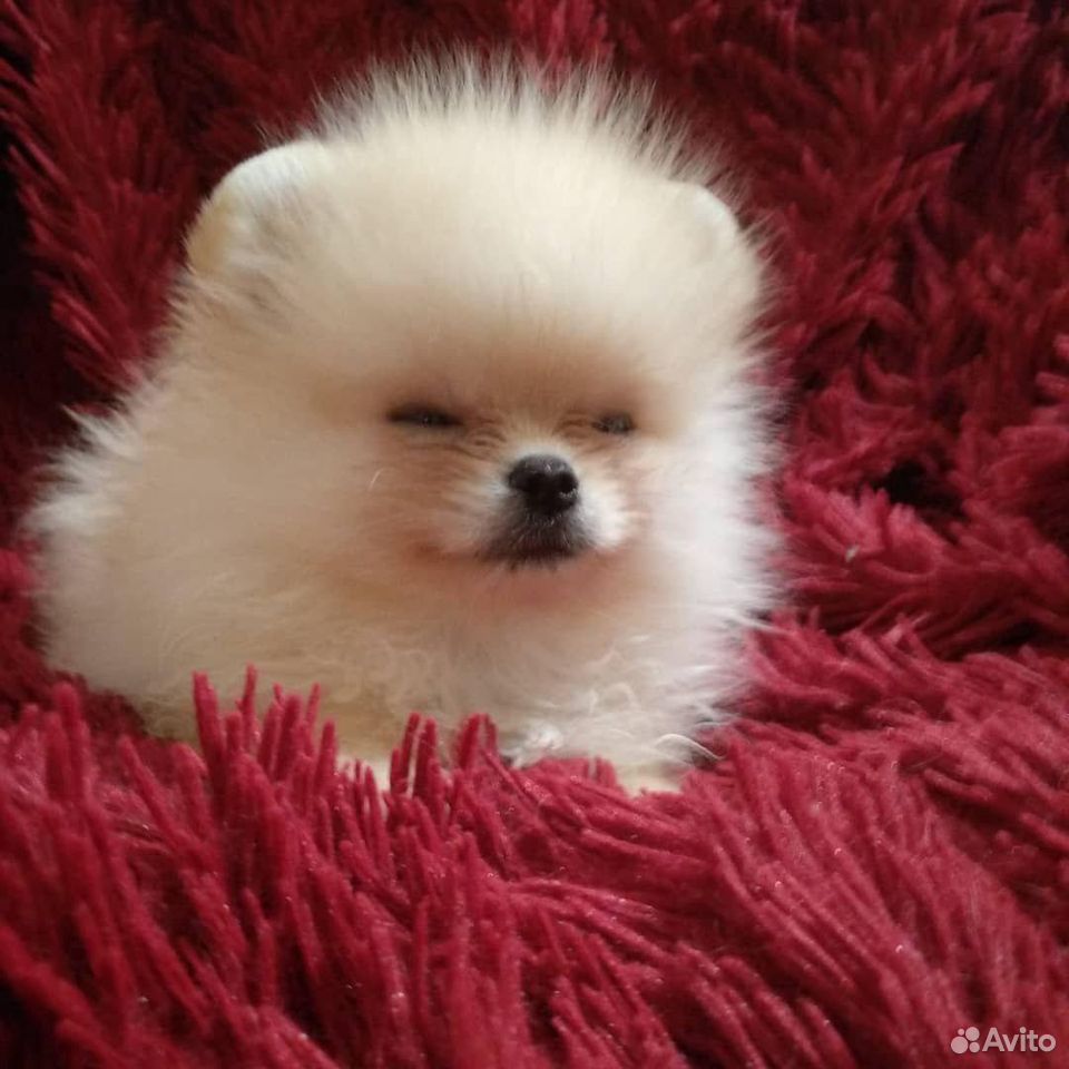 Померанский шпиц щеночек