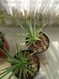 Агава стрикта нана agave stricta nana