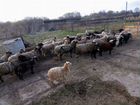 Романовский барашки (овцы) объявление продам