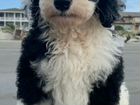 Sheepadoodle Puppy объявление продам