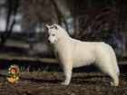 Кинолог Хендлер Передержка Дрессировка собак Зоого объявление продам
