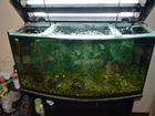 Продам аквариум aquael панорамный 200 литров