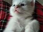 Маленький белый котик. В добрые руки