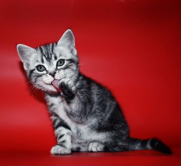 Американские короткошерстные котята в Москве