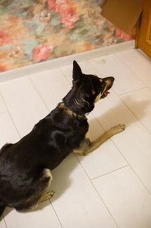 Щенок/ молодая собака бесплатно в дар в добрые рук