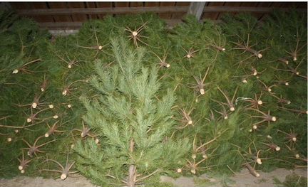 Ель Елка Сосна Живая Новогодняя Оптом