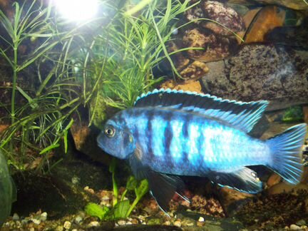 Саулози Коралл saulosi coral