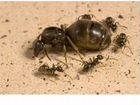 Матки муравьев