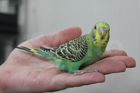 Волнистые попугаи молодые ручные оптом и в розницу объявление продам