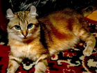 Котята от кошки породы американский кёрл объявление продам
