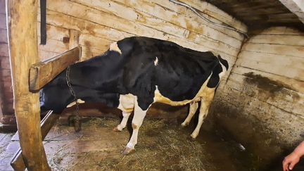 Корова высокоудойная и процентные телки джерси - фотография № 2