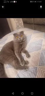 Вязка кот британец