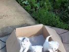 Кошка и котята объявление продам