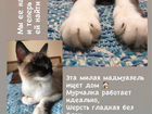 Тайские кошки бесплатно