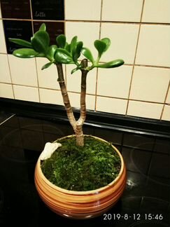 Крассула.Бонсай