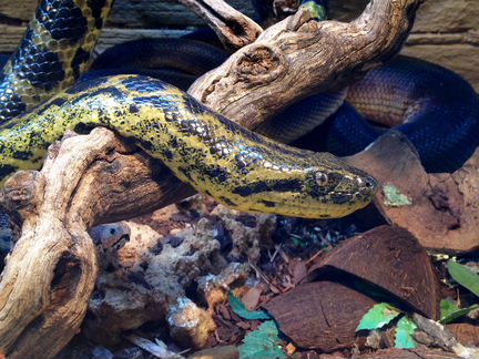 Передержка экзотических животных бесплатно