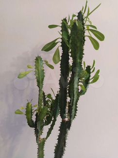 Молочай трехгранный эуфорбия тригона