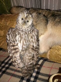 Искусственное чучело Сова с белкой