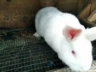 Кролики породы Новозеландский белый (нзб)