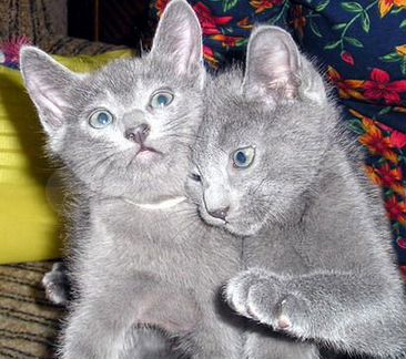 Продам котят русской голубой кошки