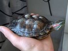 Черепаха сухопутная бесплатно