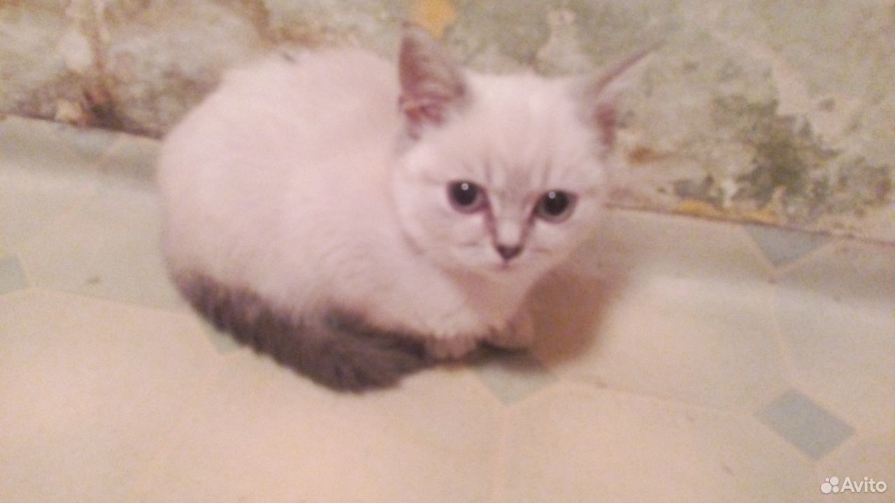 Кошка