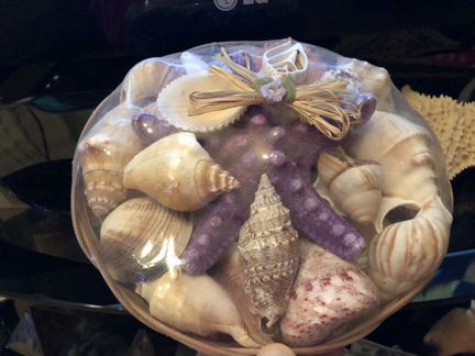 Набор морских ракушек