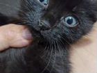 Котята от сиамской кошки объявление продам