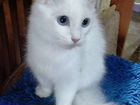 Кот породы Турецкий ван, бесплатно, в очень хороши